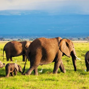 3 Days Amboseli Kenya Safari
