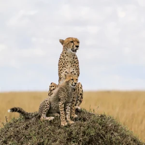 3 Days Masai Mara Kenya Safari