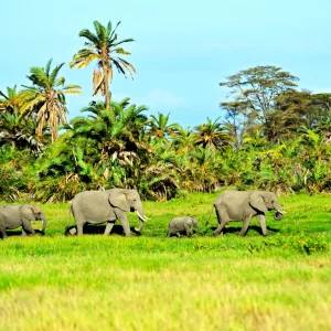 3 Days Amboseli Group Joining Safari