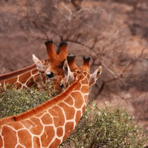 3 Days Samburu Kenya Safari
