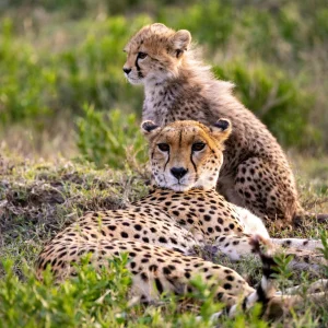 5 Days Awesome Kenya Group Joining Safari