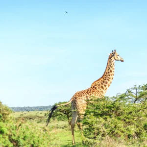 5 Days Kenya Wilderness Safari