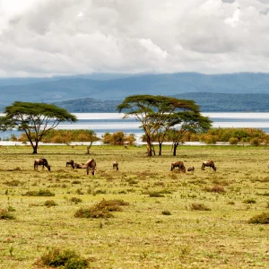 6 Days Express Kenya Safari