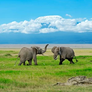 6 Days Kenya Classic Group Joining Safari