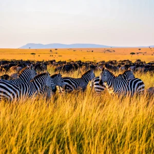 7 Days Express Kenya & Tanzania Safari