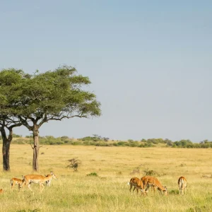 8 Days Taste of Kenya & Tanzania Safari