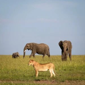 8 Days Ultimate Kenya Safari