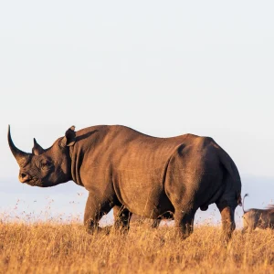 9 Days Kenya Classic Safari