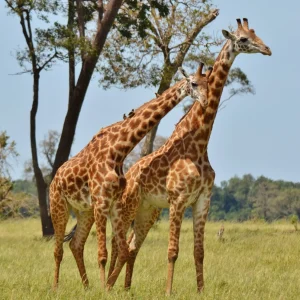 9 Days Magical Kenya & Tanzania Safari
