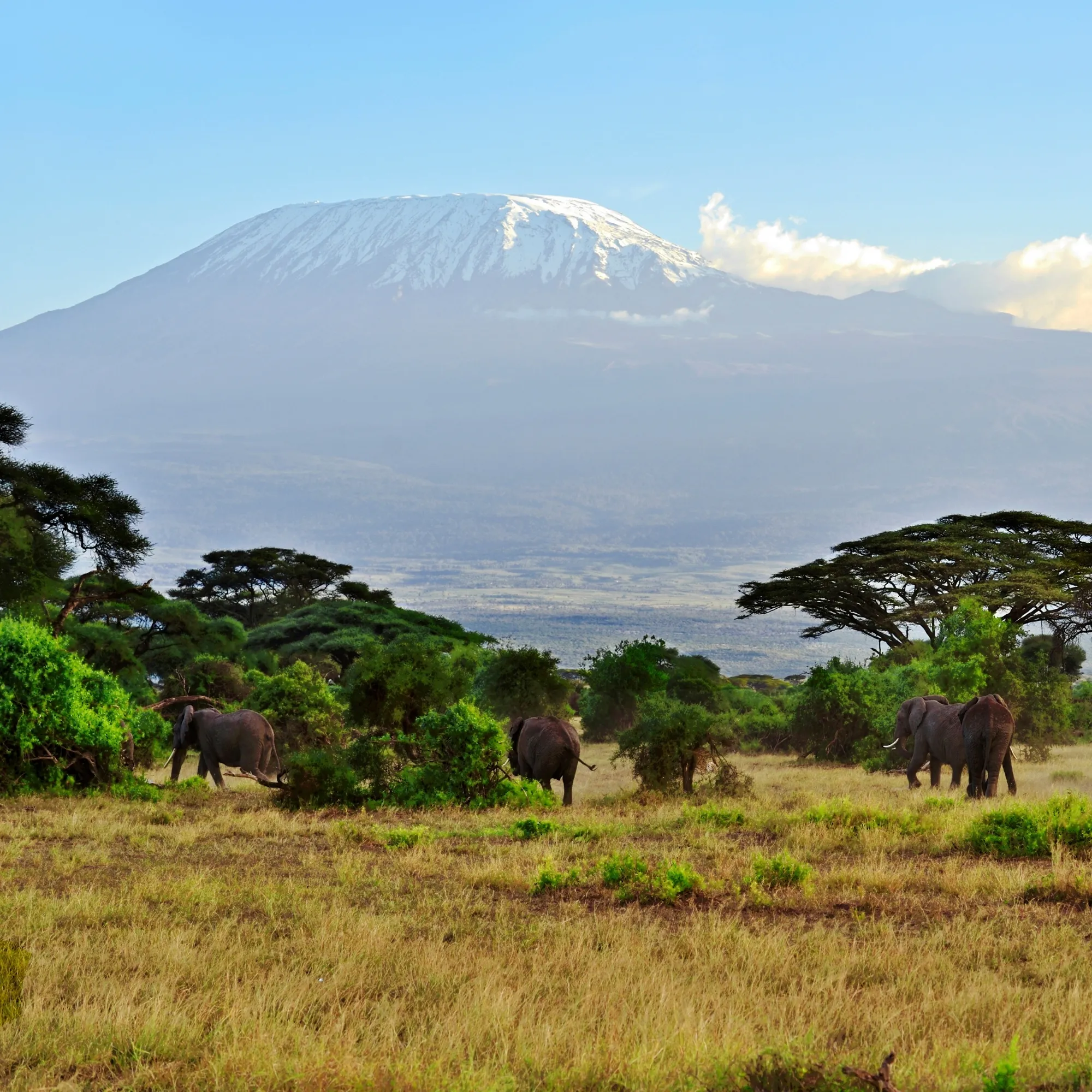 Amboseli National Park Day Tour