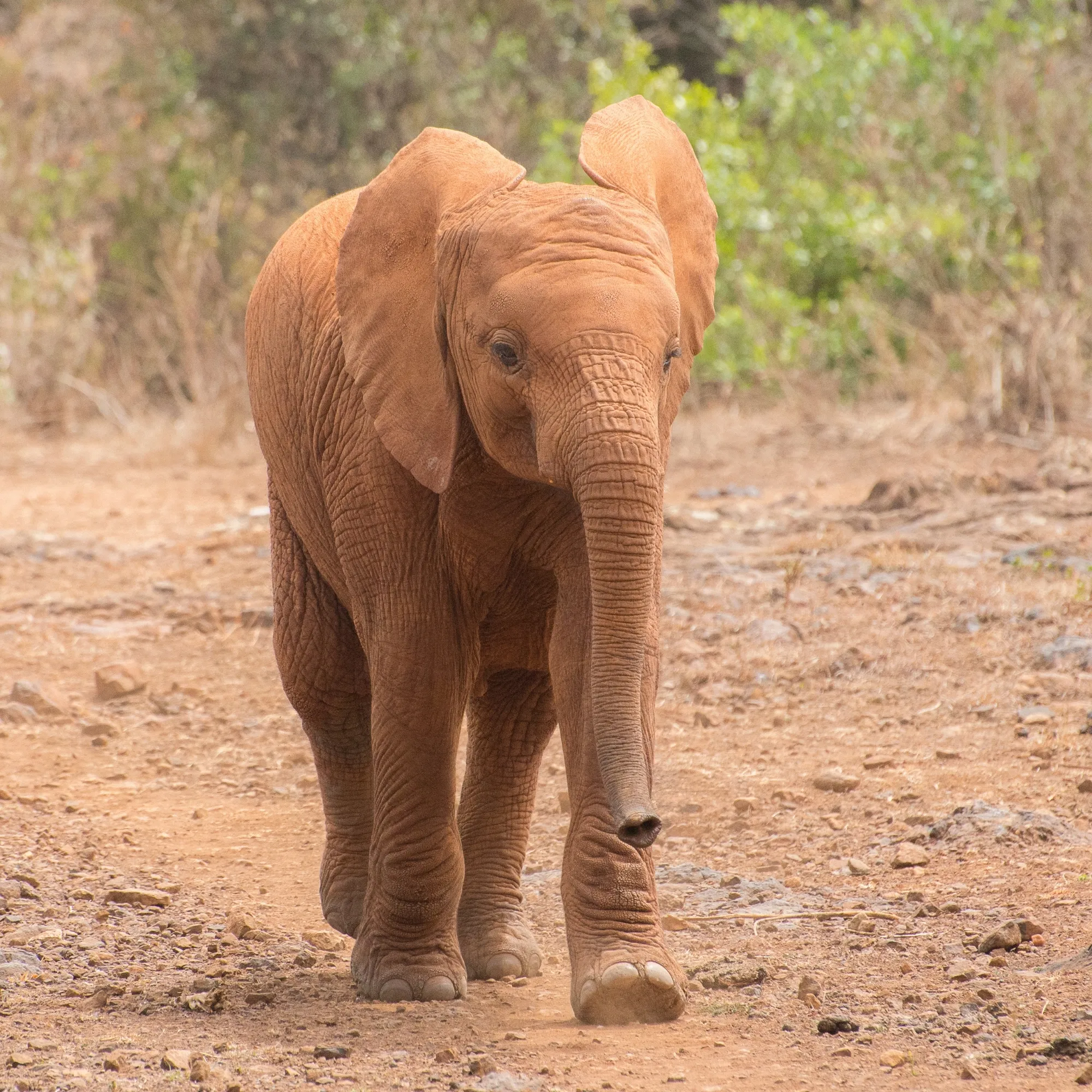 David Sheldrick Elephant Orphanage Tour