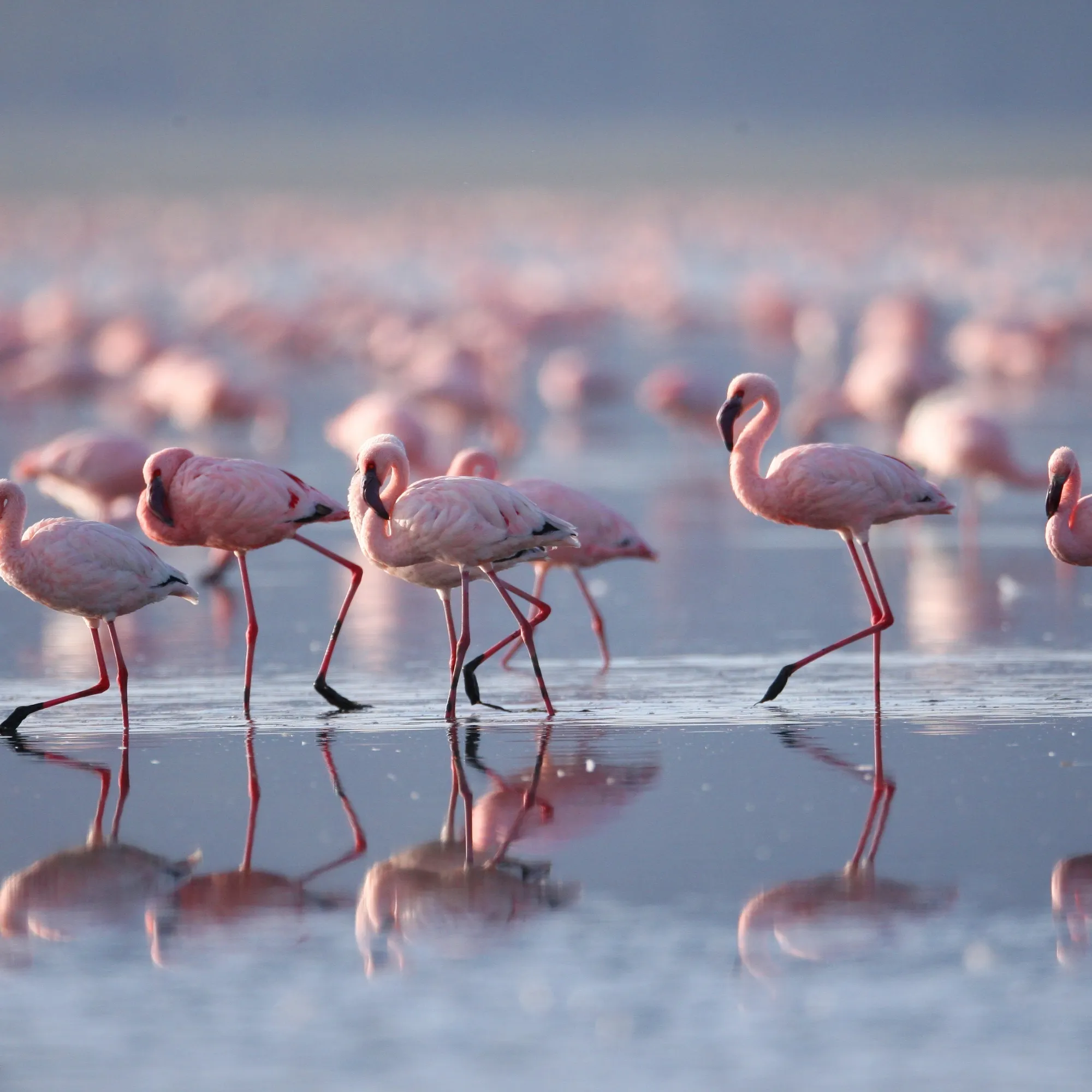 Lake Nakuru National Park Day Tour